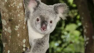 Koala (Foto: Pixabay)