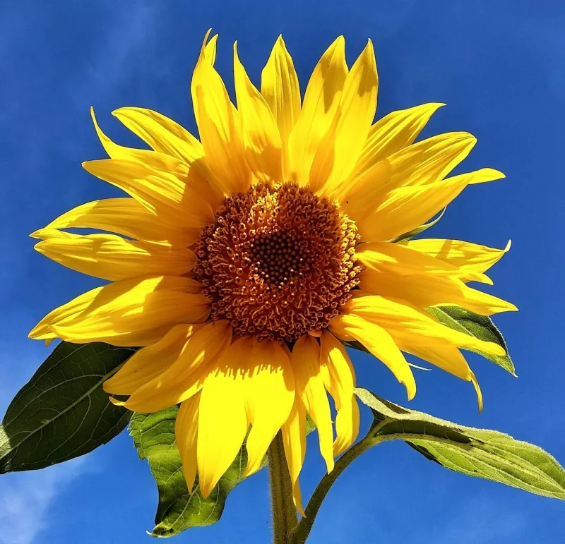 pixabay.com / sunflower-3588378_1920 (Foto: pixabay) pixabay.com / sunflower-3588378_1920 (Foto: pixabay)
